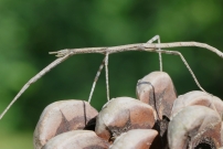 Le Phasme gaulois (Phasmatodea - Bacillidae - Clonopsis gallica)
